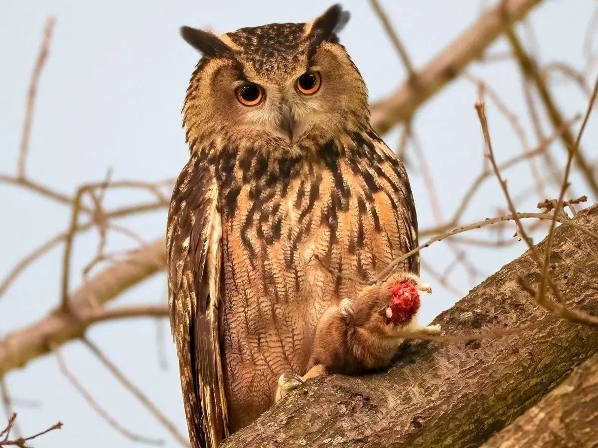 Bird strikes flaco owl