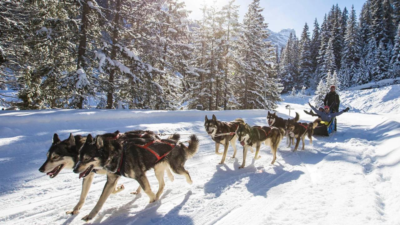 Maine dog sled cancel