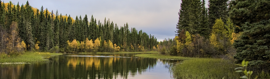 Canada boreal forest logging