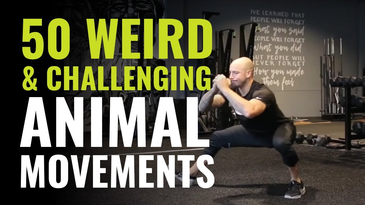 Animal flow movement exercises