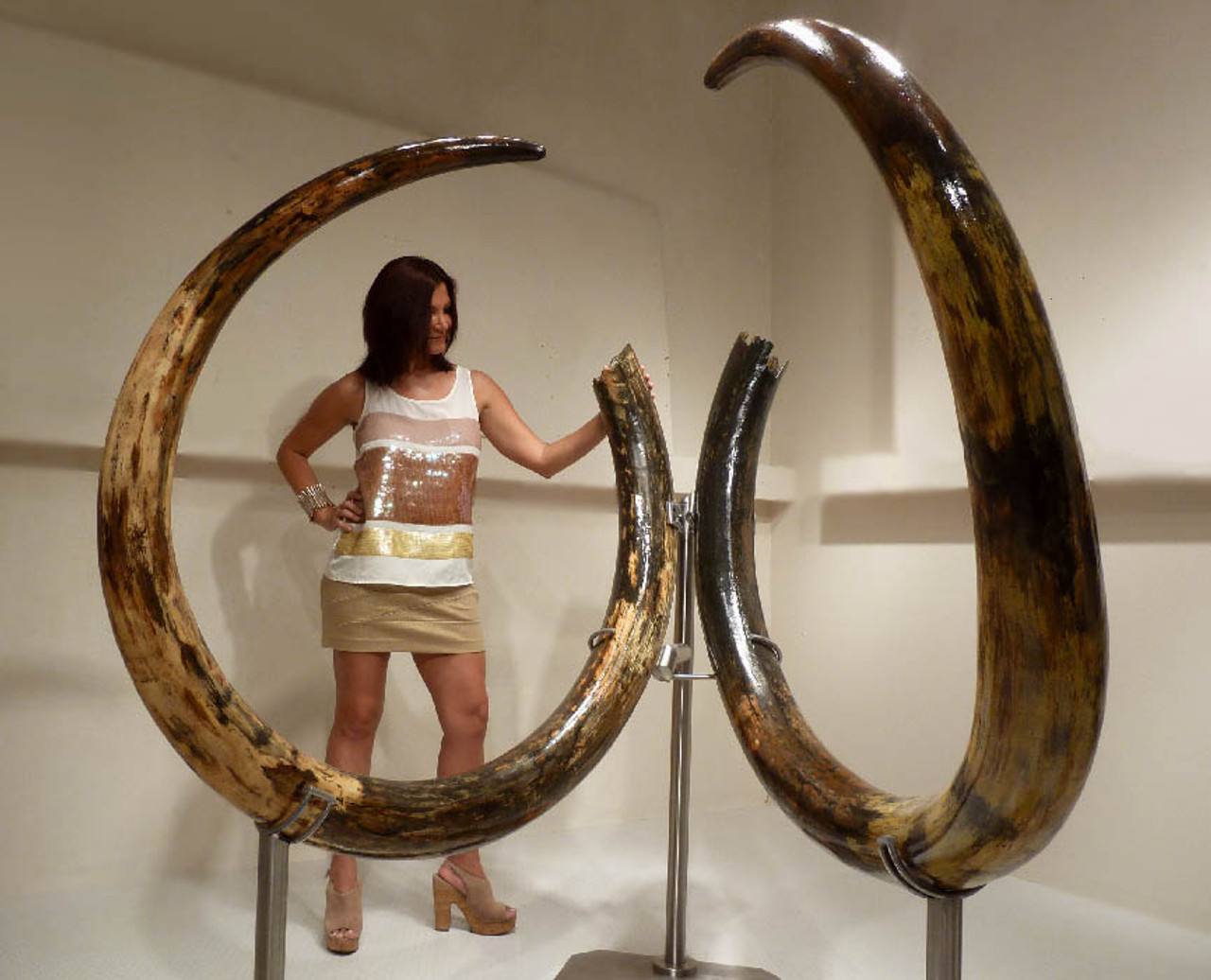 Woolly mammoth tusk research