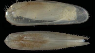 Mussels new species underwater forest