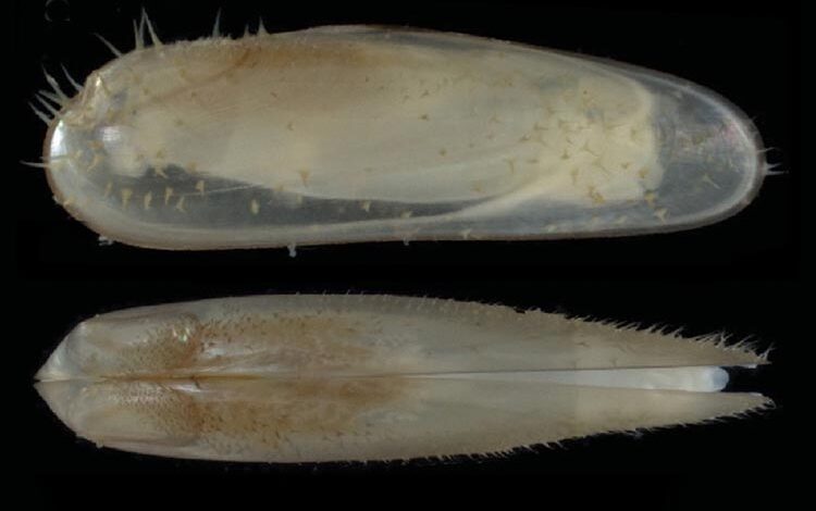 Mussels new species underwater forest