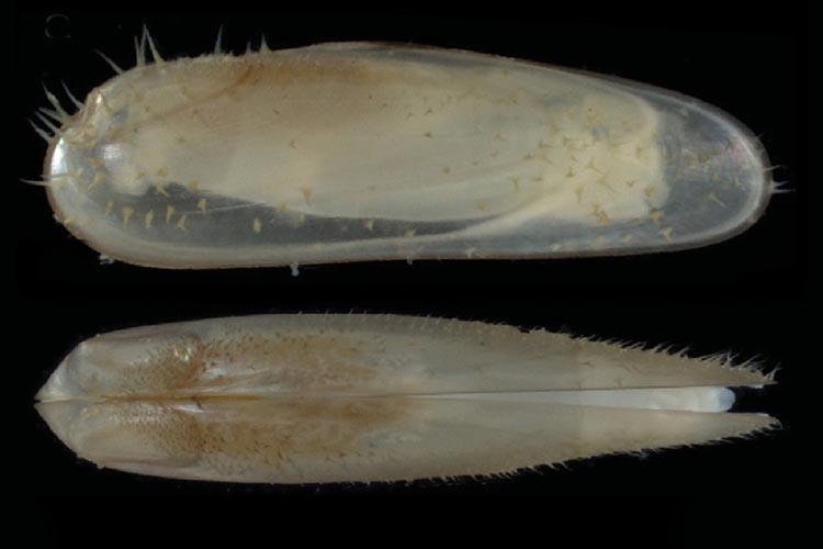 Mussels new species underwater forest