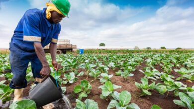 Agriculture africa traditional crops