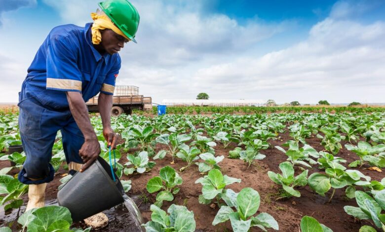 Agriculture africa traditional crops