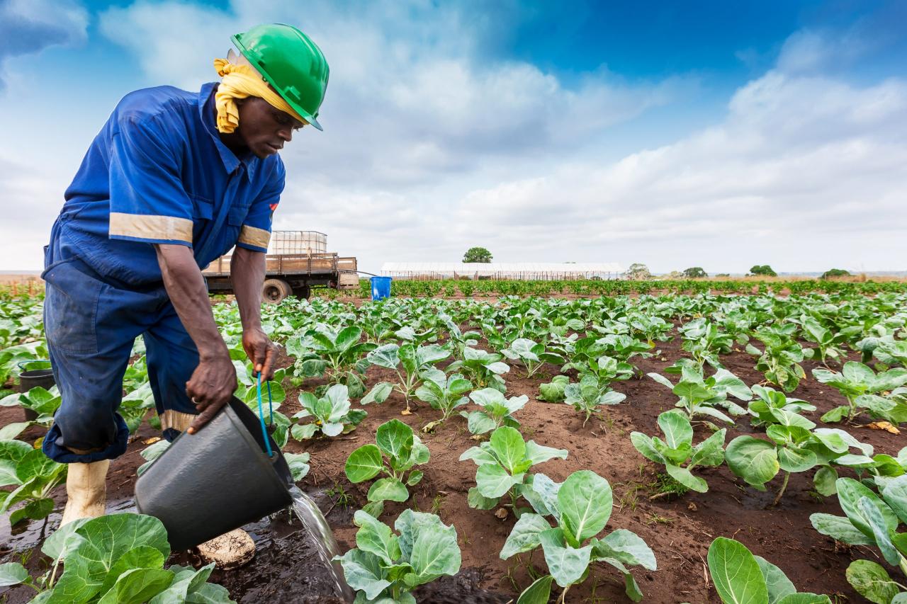 Agriculture africa traditional crops