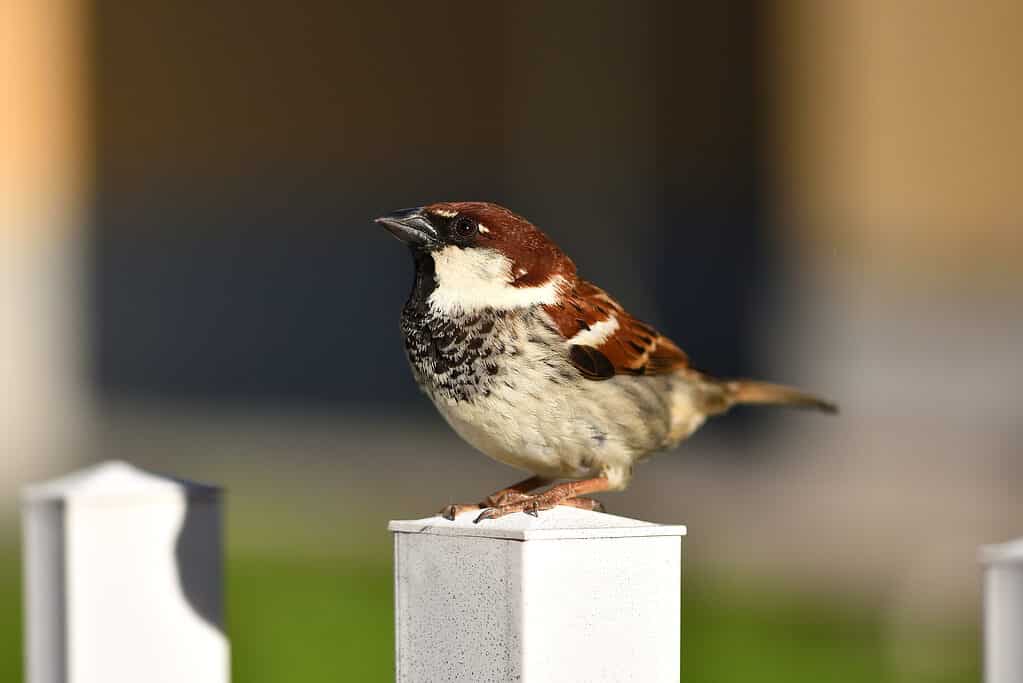 Uccellini game birds italy