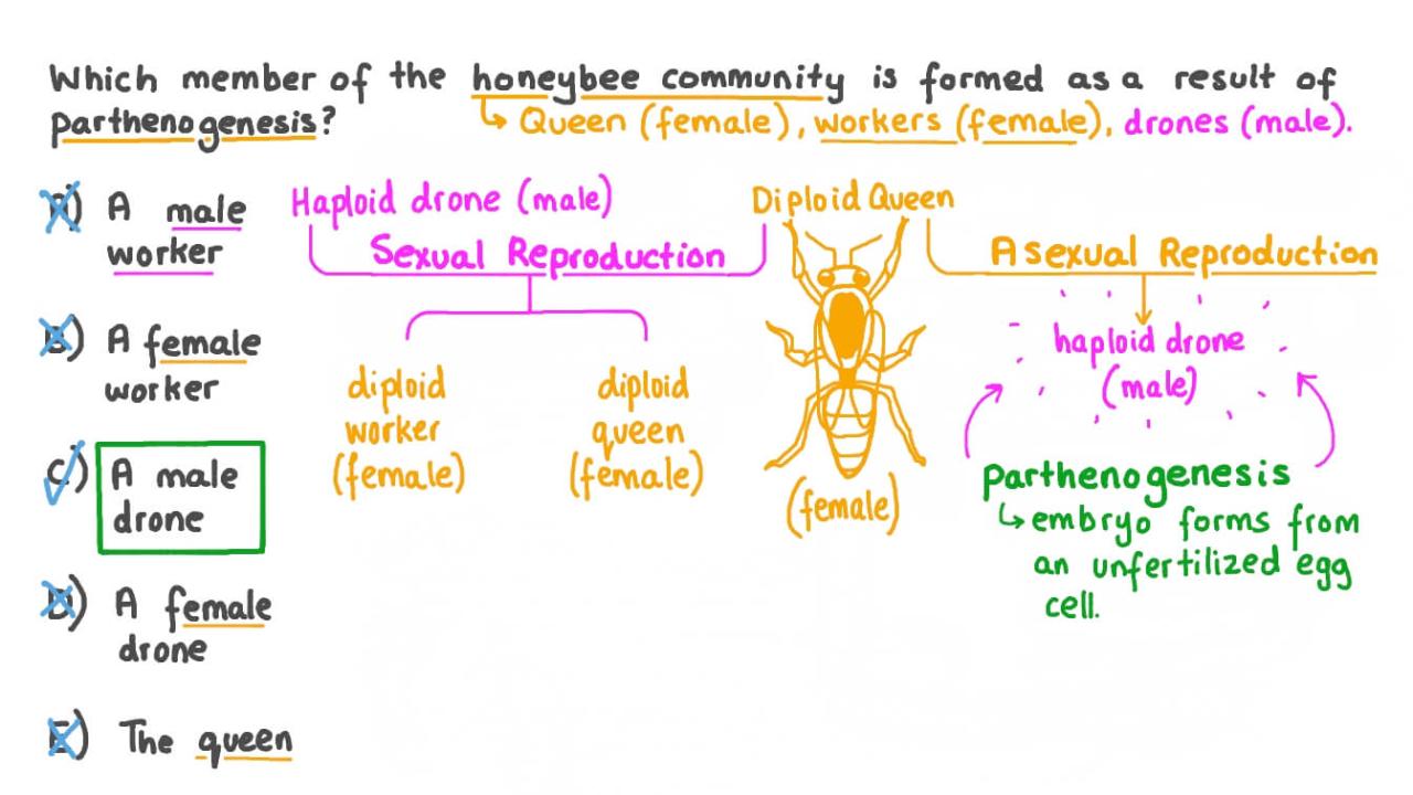 Valentines day sexual reproduction parthenogenesis