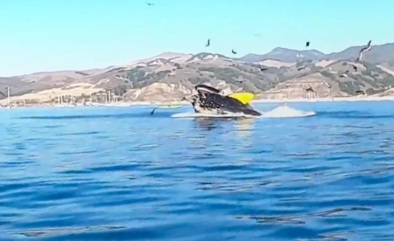 Whale swallowing kayaker incident video footage