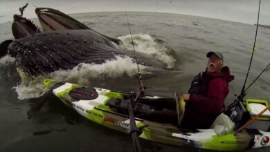 Swallows nearly kayakers captures shocking