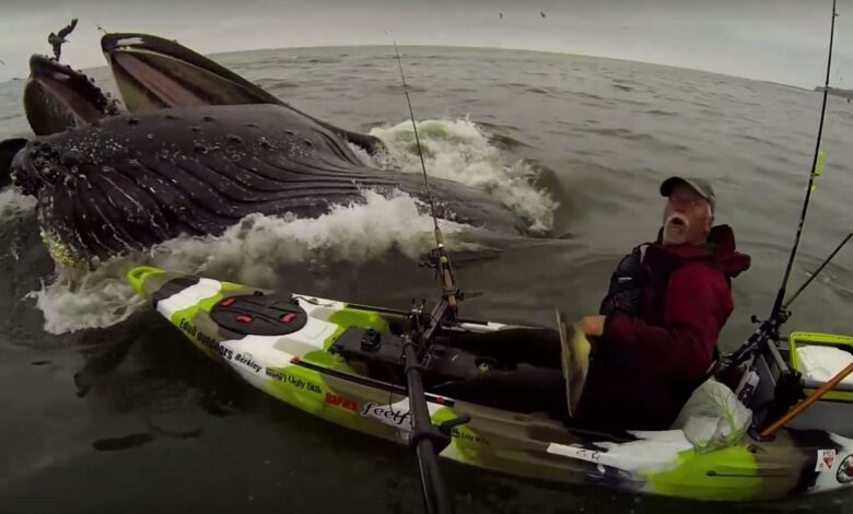 Swallows nearly kayakers captures shocking