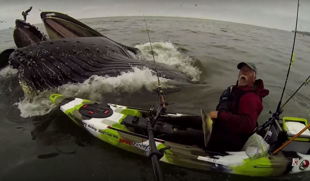 Swallows nearly kayakers captures shocking